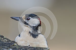 Great Spotted Woodpecker (Dendrocopos major) close-up