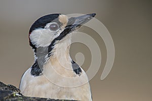 Great Spotted Woodpecker (Dendrocopos major) close-up