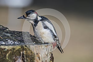 Great Spotted Woodpecker (Dendrocopos major) close-up