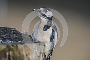 Great Spotted Woodpecker (Dendrocopos major) close-up