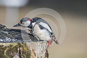 Great Spotted Woodpecker (Dendrocopos major) close-up