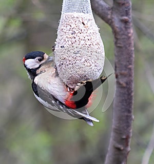 Great spotted woodpecker Dendrocopos major on a feeding place