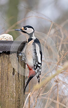Great spotted woodpecker Dendrocopos major on a feeding place