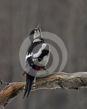 The great spotted woodpecker, Dendrocopos major female