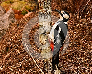 The great spotted woodpecker, Dendrocopos major female