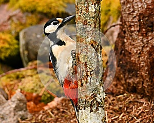 The great spotted woodpecker, Dendrocopos major female