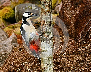 The great spotted woodpecker, Dendrocopos major female