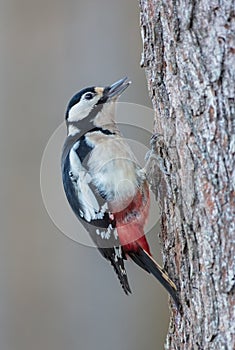 Great Spotted Woodpecker - Dendrocopos major - female in the wet forest