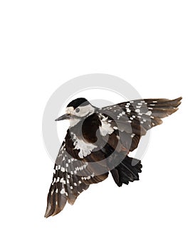 Great Spotted Woodpecker Dendrocopos major in flight, isolated on a white background