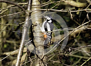 Great spotted Woodpecker -Dendrocopos Major - High In The Tree Canopy