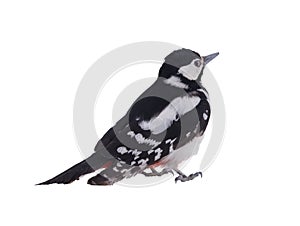 Great spotted woodpecker (Dendrocopos major) isolated on white background