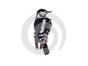 Great spotted woodpecker (Dendrocopos major) isolated on white background