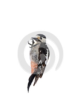 Great Spotted Woodpecker Dendrocopos major isolated on a white background in studio