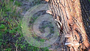 Great spotted woodpecker, Dendrocopos major, at its nest in the forest
