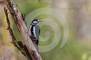 Great spotted woodpecker (Dendrocopos major) looking at camera