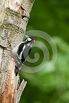 Great Spotted Woodpecker Dendrocopos major male