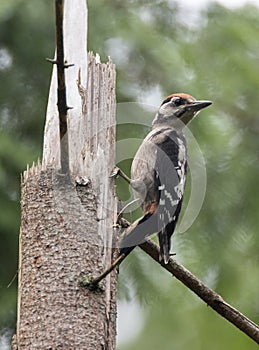 Great spotted woodpecker Dendrocopos major male