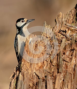 Great Spotted Woodpecker - Dendrocopos major - male