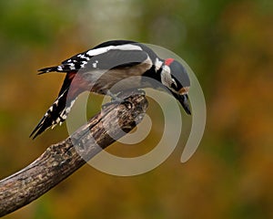 The great spotted woodpecker, Dendrocopos major male