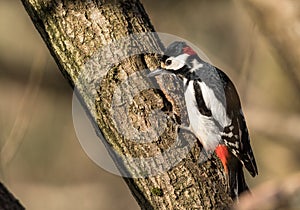 Great spotted woodpecker, Dendrocopos major, male bird sitting on a tree trunk in spring