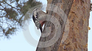 Great spotted woodpecker (Dendrocopos major) male hammering on tree stump