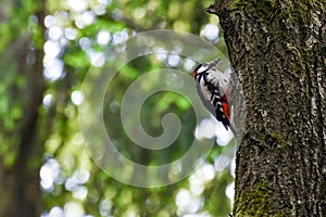 A great spotted woodpecker Dendrocopos major male, sits high on a tree trunk in the forest and catches insects to its beak