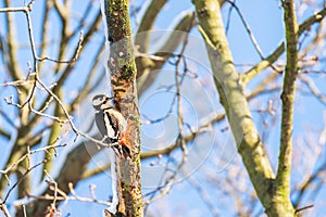 Great spotted woodpecker (Dendrocopos major) a medium-sized bird sitting high on a tree branch.