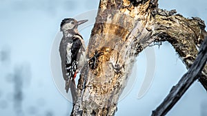 Great spotted woodpecker - adult