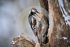 Great spotted Woodpecker Dendrocopos major perched on branch