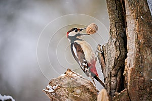 Great spotted Woodpecker Dendrocopos major perched on branch