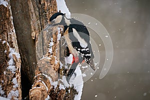 Great spotted Woodpecker Dendrocopos major perched on branch