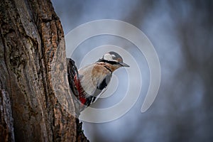 Great spotted Woodpecker Dendrocopos major perched on branch