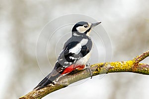 Great Spotted Woodpecker - Dendrocopos major, perched on a branch.