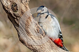 Great Spotted Woodpecker Dendrocopos major perched on a branch in the forest