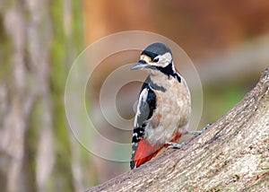 Great Spotted Woodpecker - Dendrocopos major perched on a log.