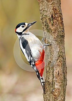 Great Spotted Woodpecker - Dendrocopos major perched on a tree.