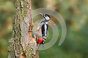 The great spotted woodpecker (Dendrocopos major) seating on a trunk photo