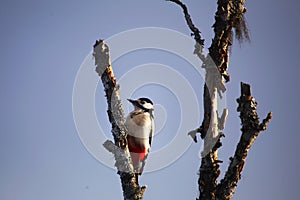Great spotted woodpecker (Dendrocopos major) sitting on a dead tree