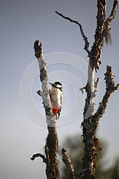 Great spotted woodpecker (Dendrocopos major) sitting on a dead tree