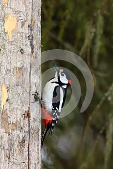 The great spotted woodpecker Dendrocopos major sitting on the dry trunk. Typical view of large woodpecker birds in the taiga.