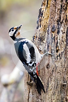 Great Spotted Woodpecker / Dendrocopos major on a tree