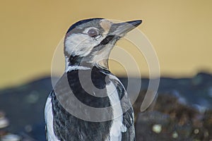 great spotted woodpecker, (dendrocopos major) at a tree stump (closeup)