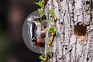 Great spotted woodpecker, Dendrocopos major on tree trunk.