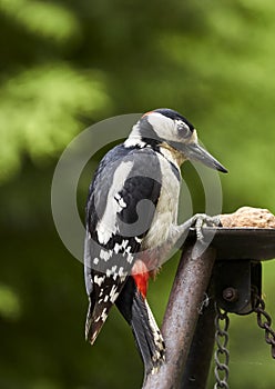 Great spotted woodpecker, Dendrocopos major, trying to open a walnut with his pointed beak, close up