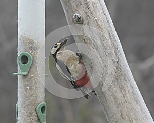 Great Spotted Woodpecker  Dendrocopos major  visiting bird feeder early on frosty morning