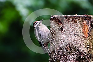 Great spotted woodpecker Dendrocopos major young bird digs tree profile portrait. Woodpecker with trees forest out of focus