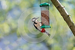 Great Spotted Woodpecker, Dendrocopus major - Spechten Picidae eating peanuts form a feeder