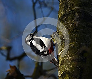 Great spotted woodpecker in denmark