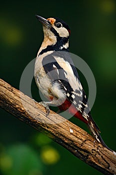 Great Spotted Woodpecker, detail close-up portrait of bird head with red cap. Black and white animal in the forest habitat.