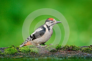 Great Spotted Woodpecker, detail close-up portrait of bird head with red cap, black and white animal in the forest habitat, clear